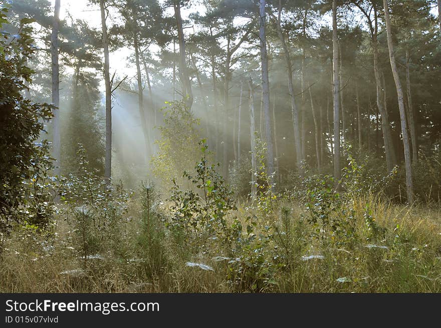 Autumn is coming,with the spider's web and sunbeams in the morninghaze.