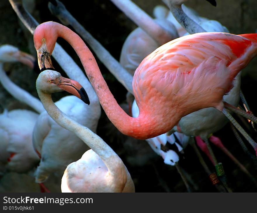 Pink flamingo