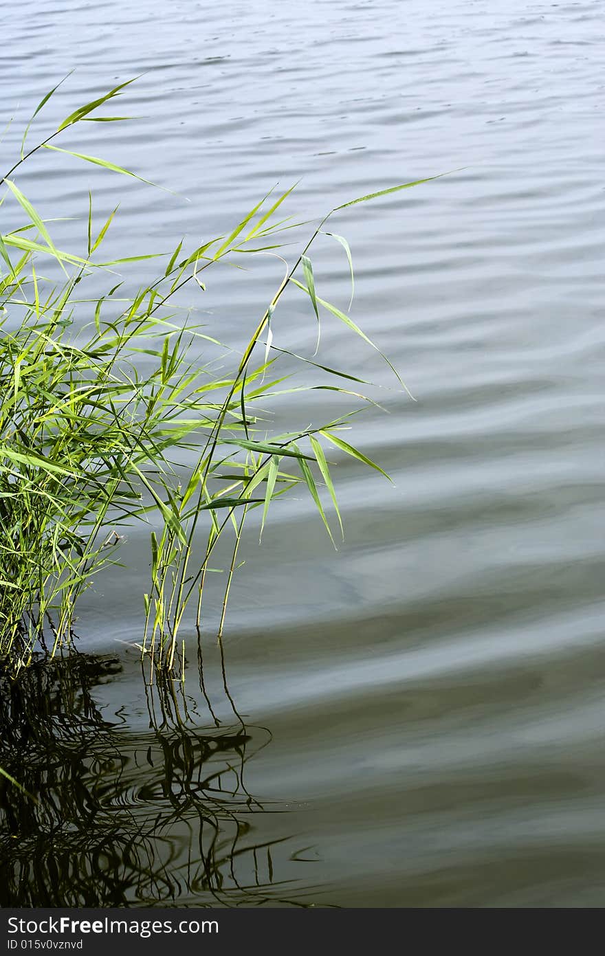 Reed in a lake