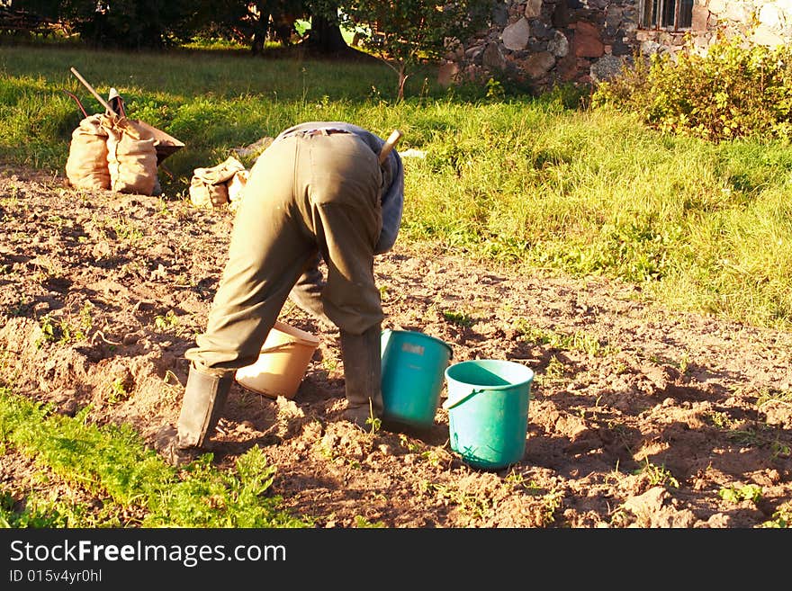 Old man digging potatoes manual way. Old man digging potatoes manual way