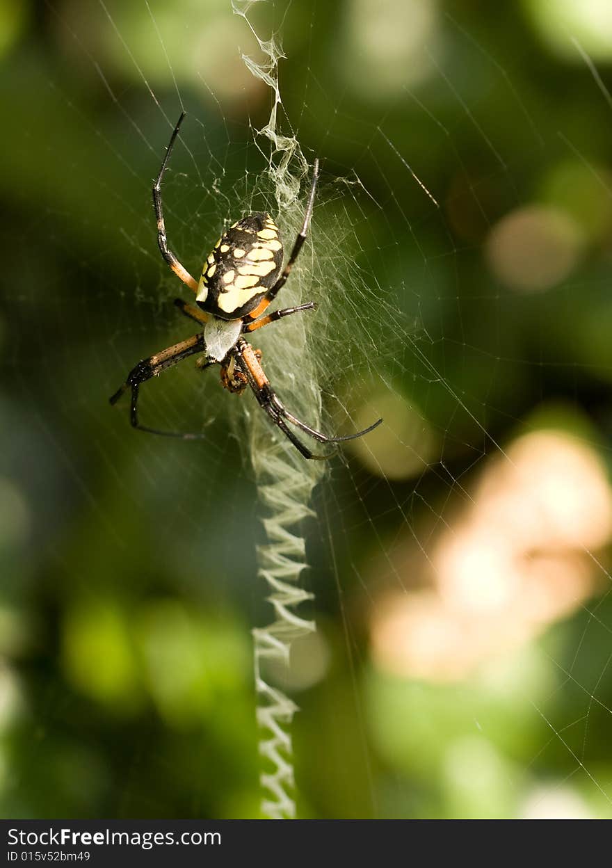 Orb Weaver Spider