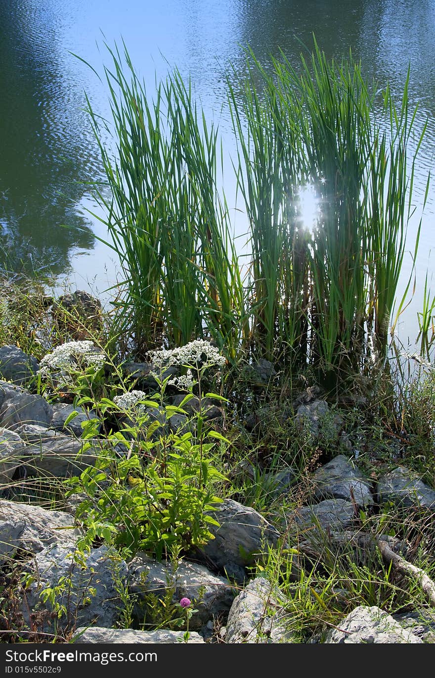 Wildflowers and reeds growing at the edge of a pond. Wildflowers and reeds growing at the edge of a pond.