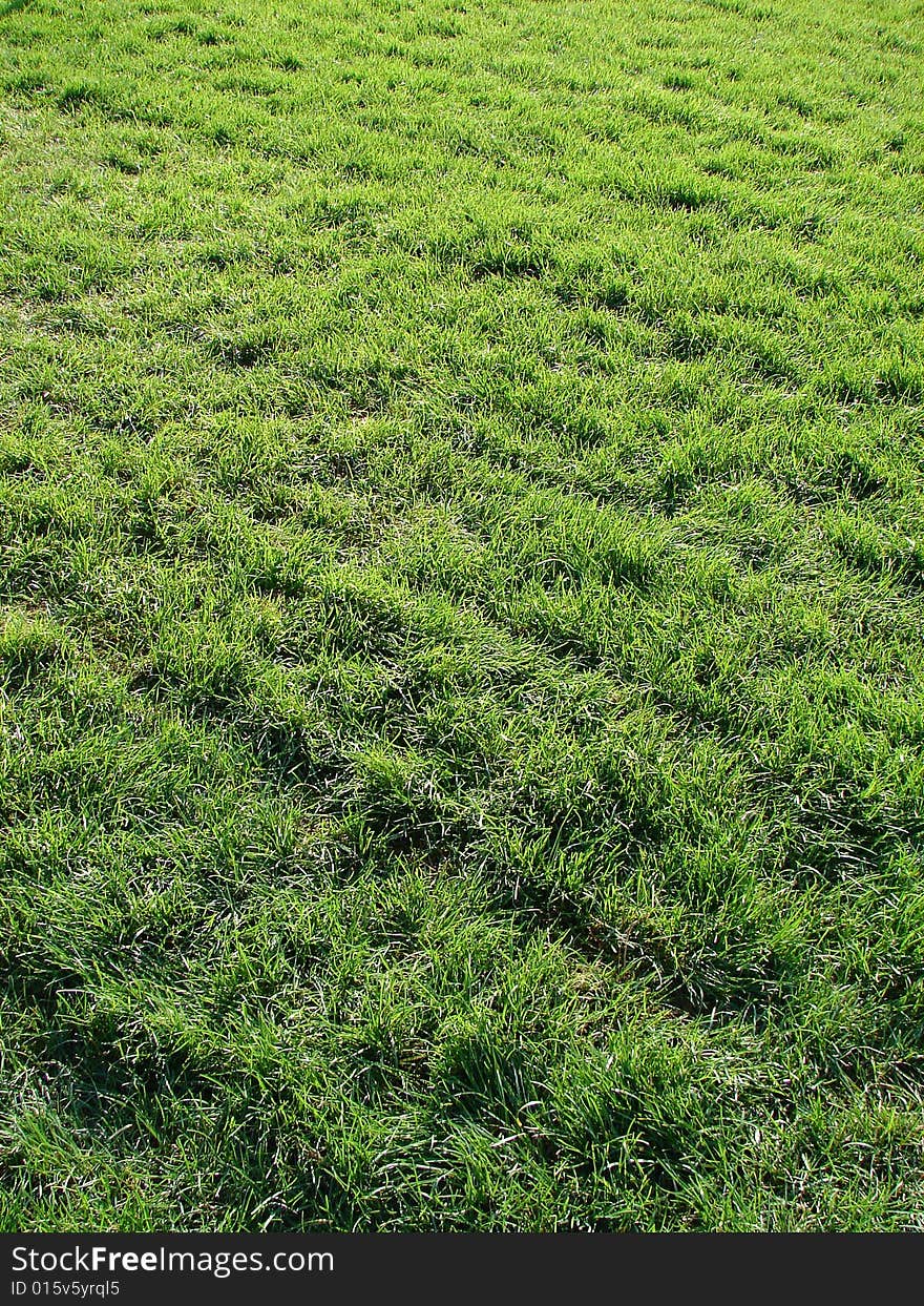 Green lawn of a grass a natural vertical background. Green lawn of a grass a natural vertical background