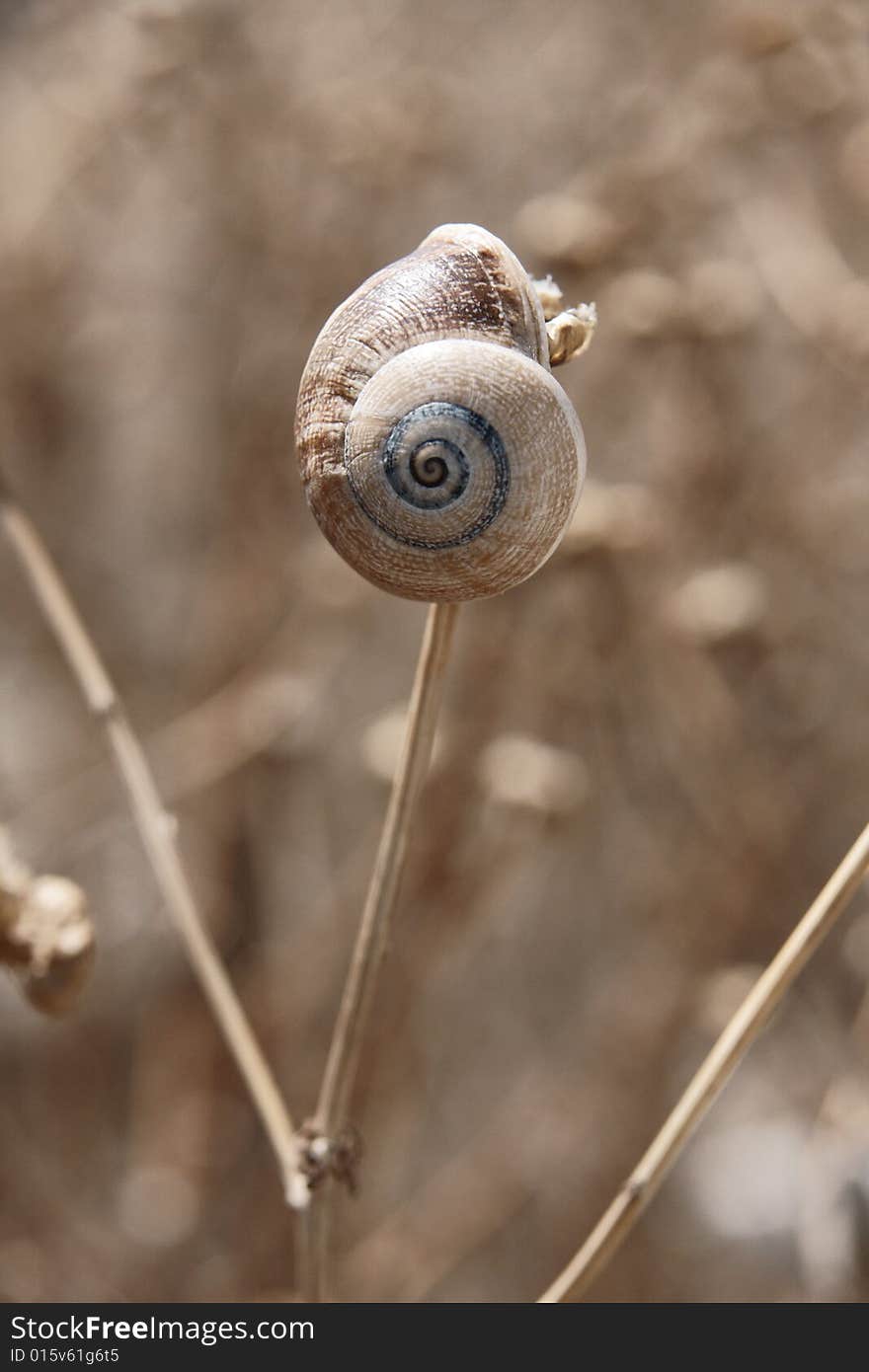 Solitary Snail living at the top of one plant. Solitary Snail living at the top of one plant