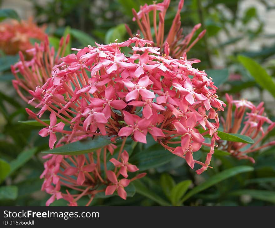 Pink hydrangea