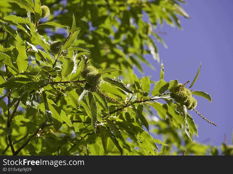 Green chestnut on tree against blue sky