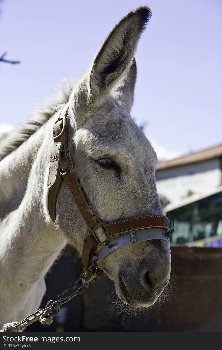 Portrait of a grey donkey  with reins and bit