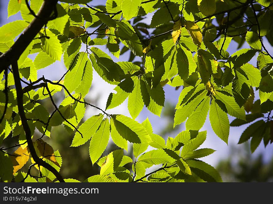 Green and brown chestnut leaf on tree against blue sky. Green and brown chestnut leaf on tree against blue sky