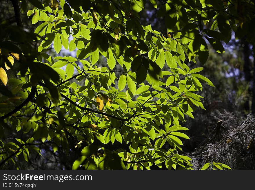 Green and brown chestnut leaf on tree against blue sky. Green and brown chestnut leaf on tree against blue sky