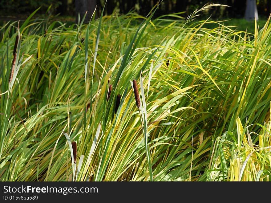 Scirpus trembling on the wind. Scirpus trembling on the wind