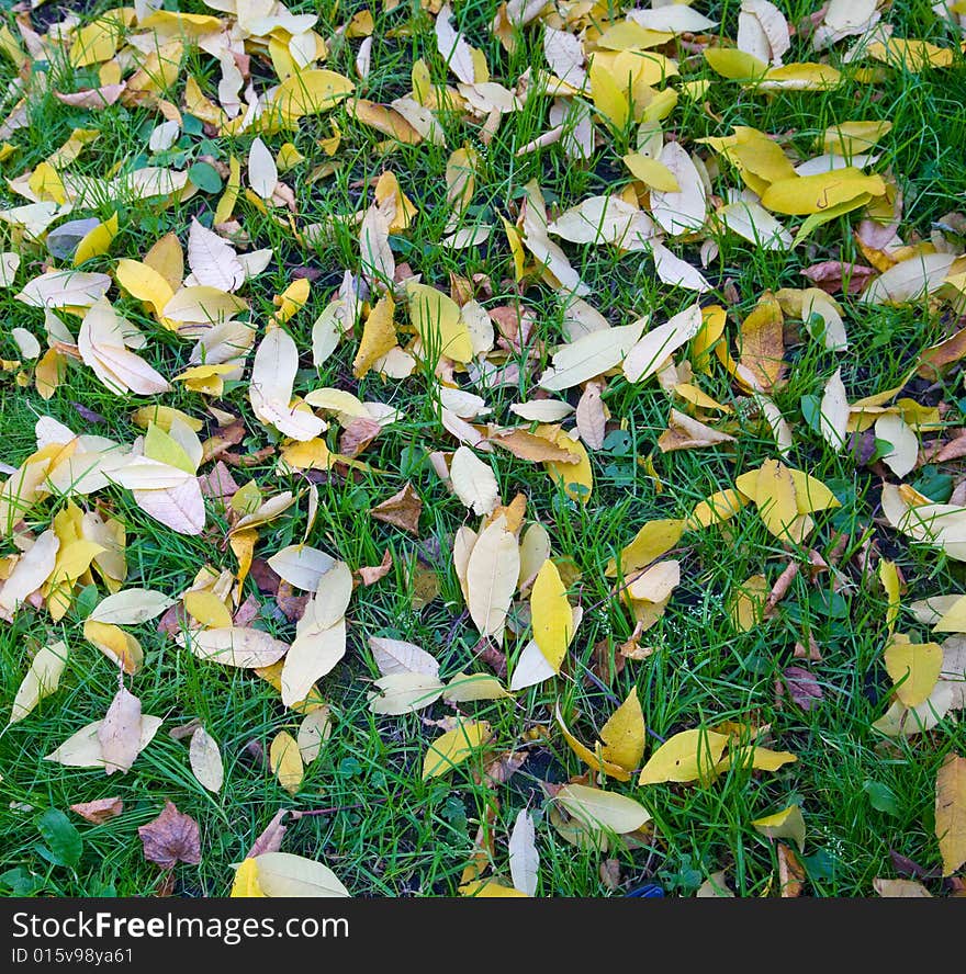 Background with gold leaves and green grass