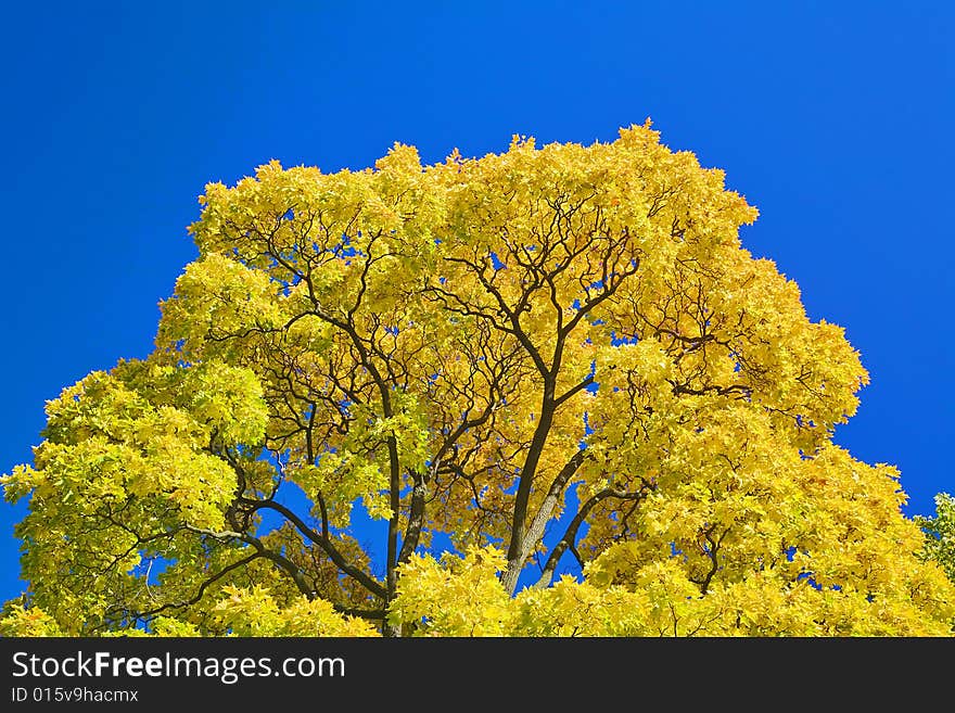 Golden maple branches on blue sky background