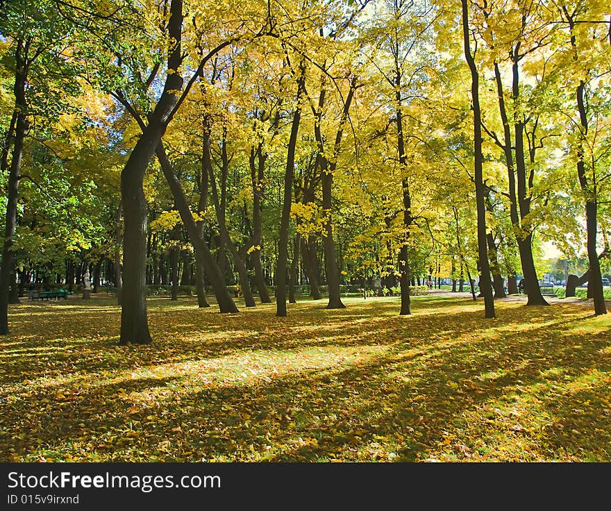 Golden autumn park with maples