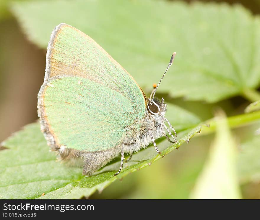 Small green copper-butterfly on green leaf