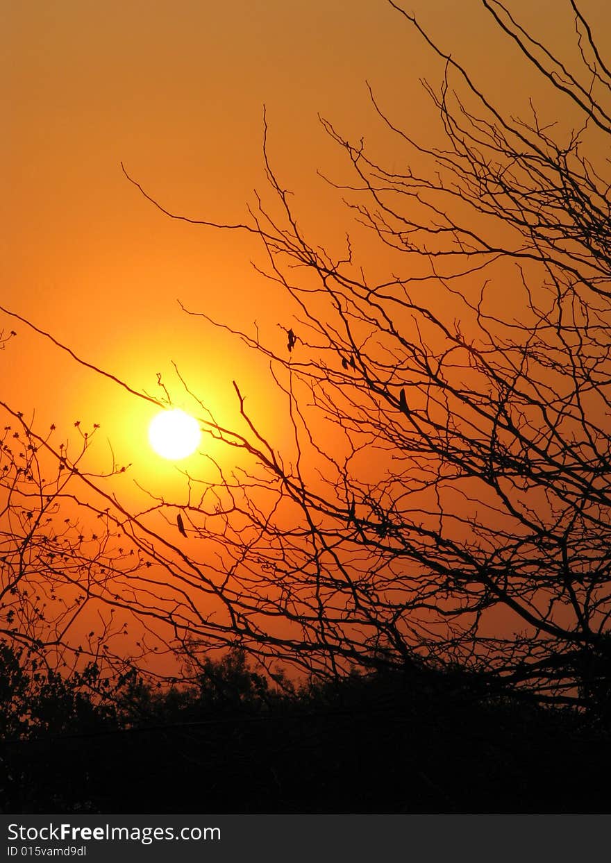 Sun going down shining through trees. Sun going down shining through trees