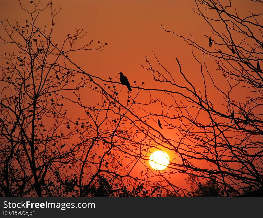 African Sunset Through Trees