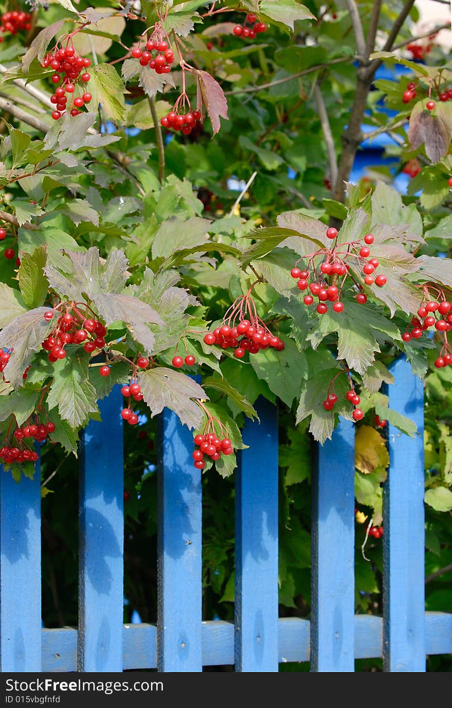 Red berry and blue  fence