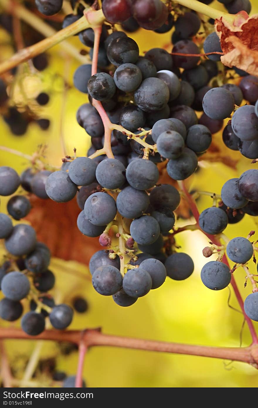 Grapes ripening in northern countries. Vitis amurensis.