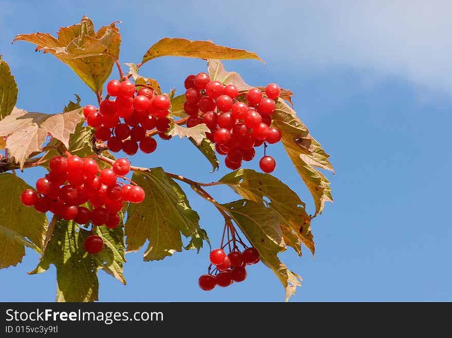 Red, bush, fall, berry, fruit, autumn, nature, seasons, snowball, arrowwood. Red, bush, fall, berry, fruit, autumn, nature, seasons, snowball, arrowwood