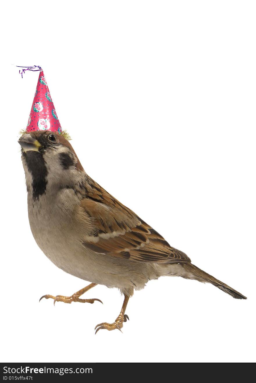 Sparrow on a white background