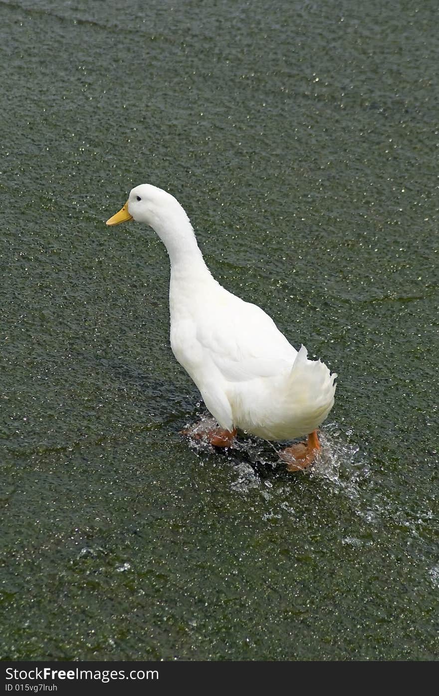 A white duck walking up an incline in the water. A white duck walking up an incline in the water.