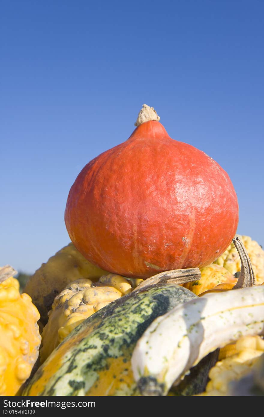 Hokkaido and other pumpkins outdoor