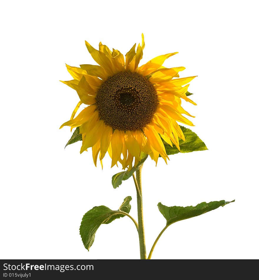 Beautiful yellow sunflower isolated on white background. Beautiful yellow sunflower isolated on white background