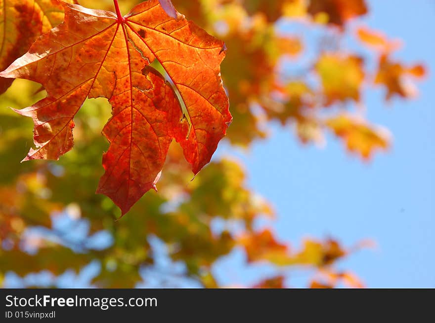 Beautiful autumn in sunshine,close-up. Beautiful autumn in sunshine,close-up