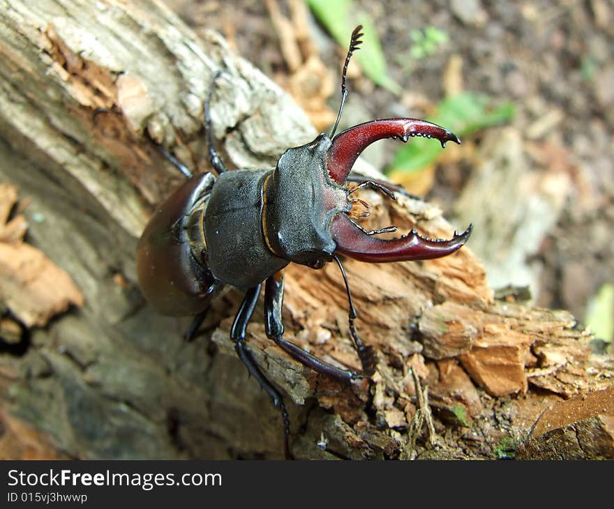 Lucanus cervus