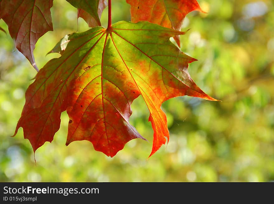 Maple leaves on the sky background. Maple leaves on the sky background