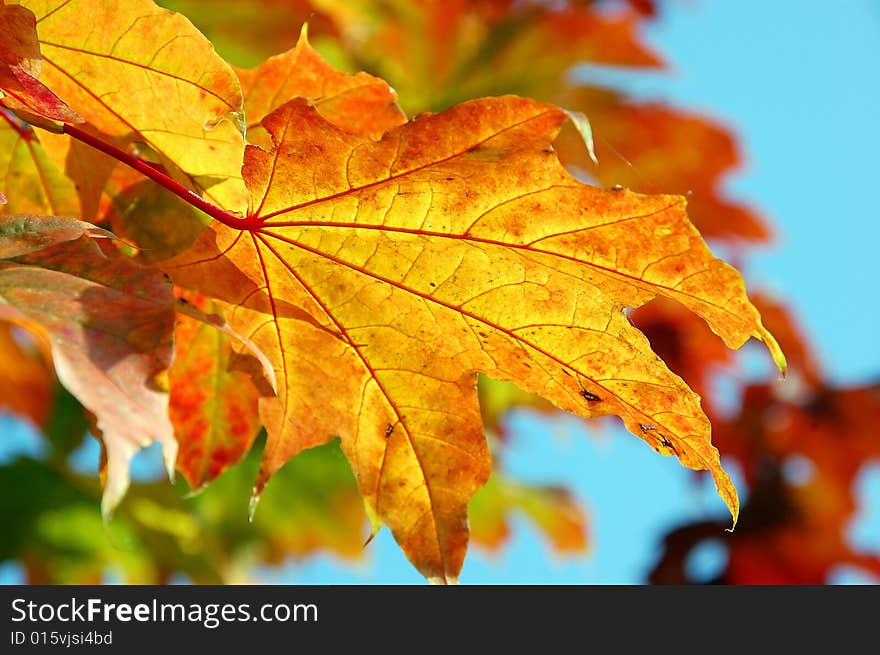 Beautiful yellow autumn in sunshine. Beautiful yellow autumn in sunshine