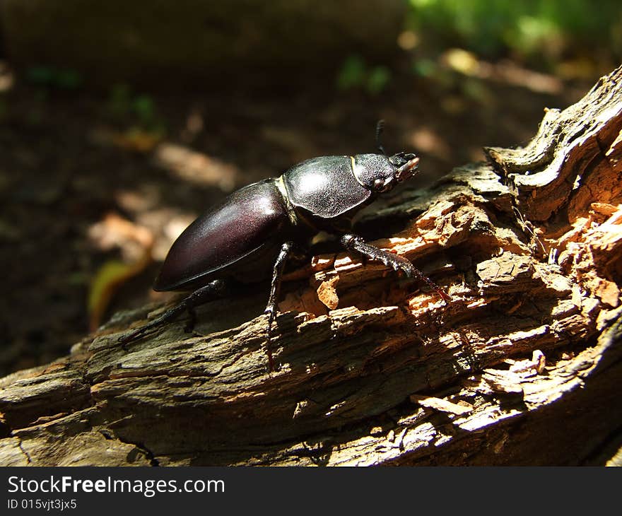 Lucanus Cervus