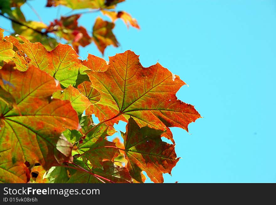 Beautyful yellow autumn in sunshine. Beautyful yellow autumn in sunshine