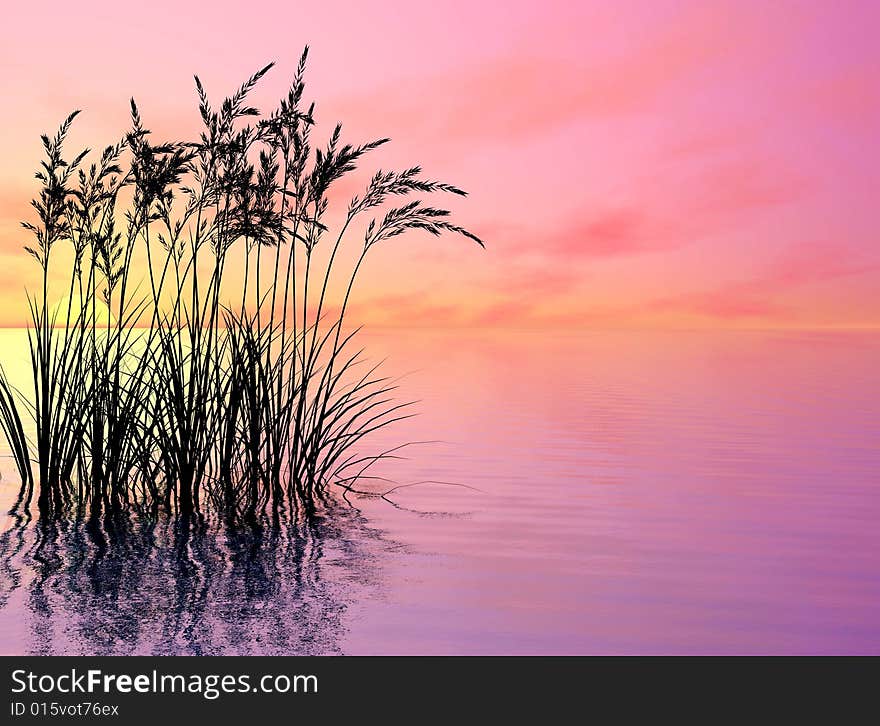 Water plants on a sea sunset background. Water plants on a sea sunset background.