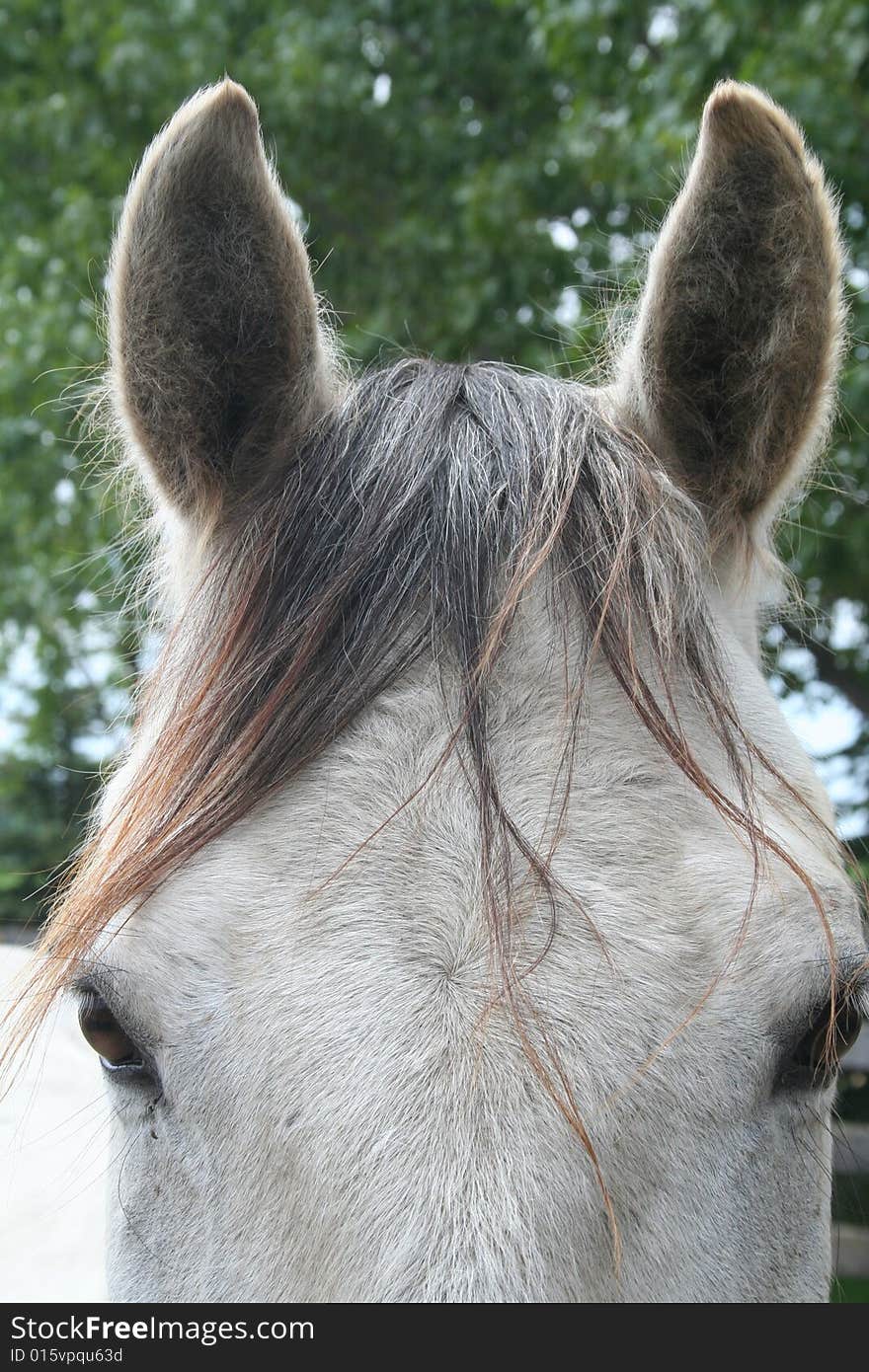 Warmblood mare stands at full attention. Warmblood mare stands at full attention