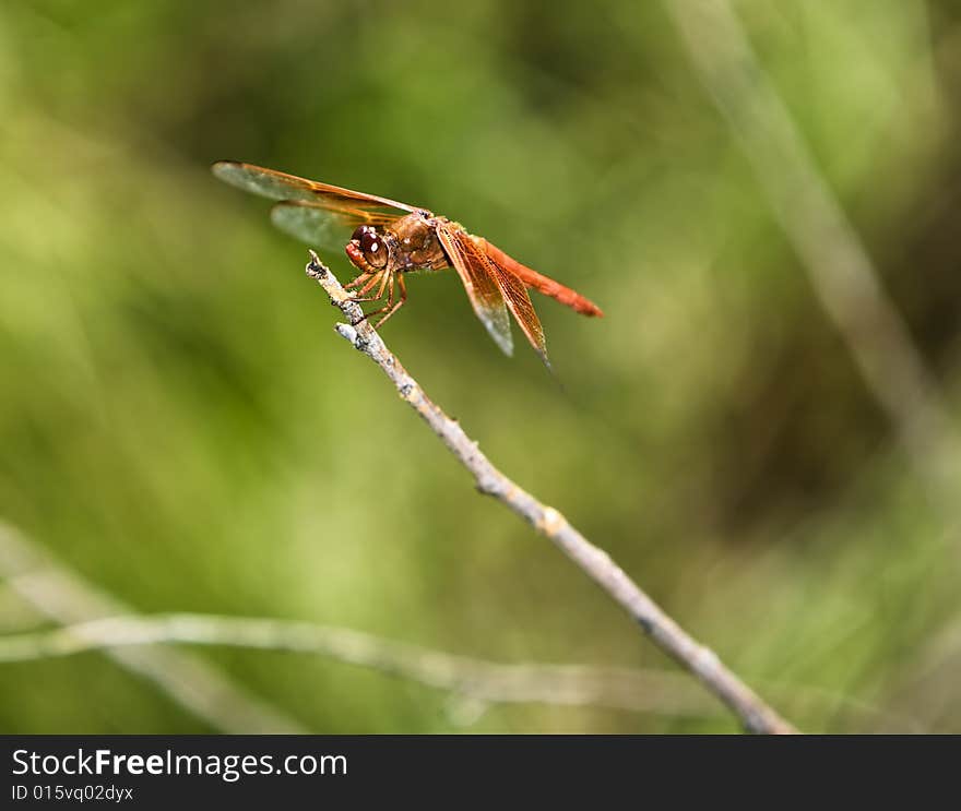 Red dragonfly perched on a bare twig