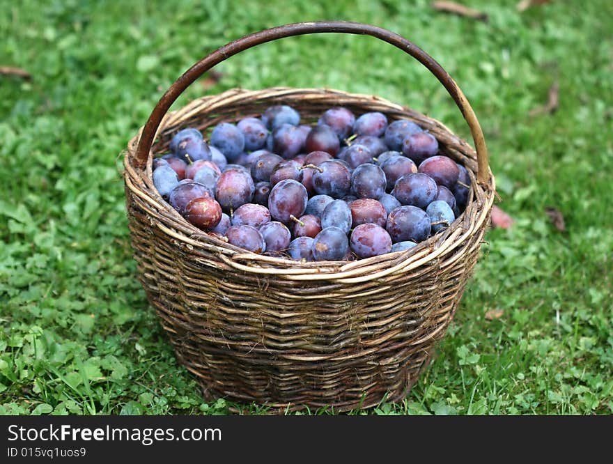 Plums in the basket