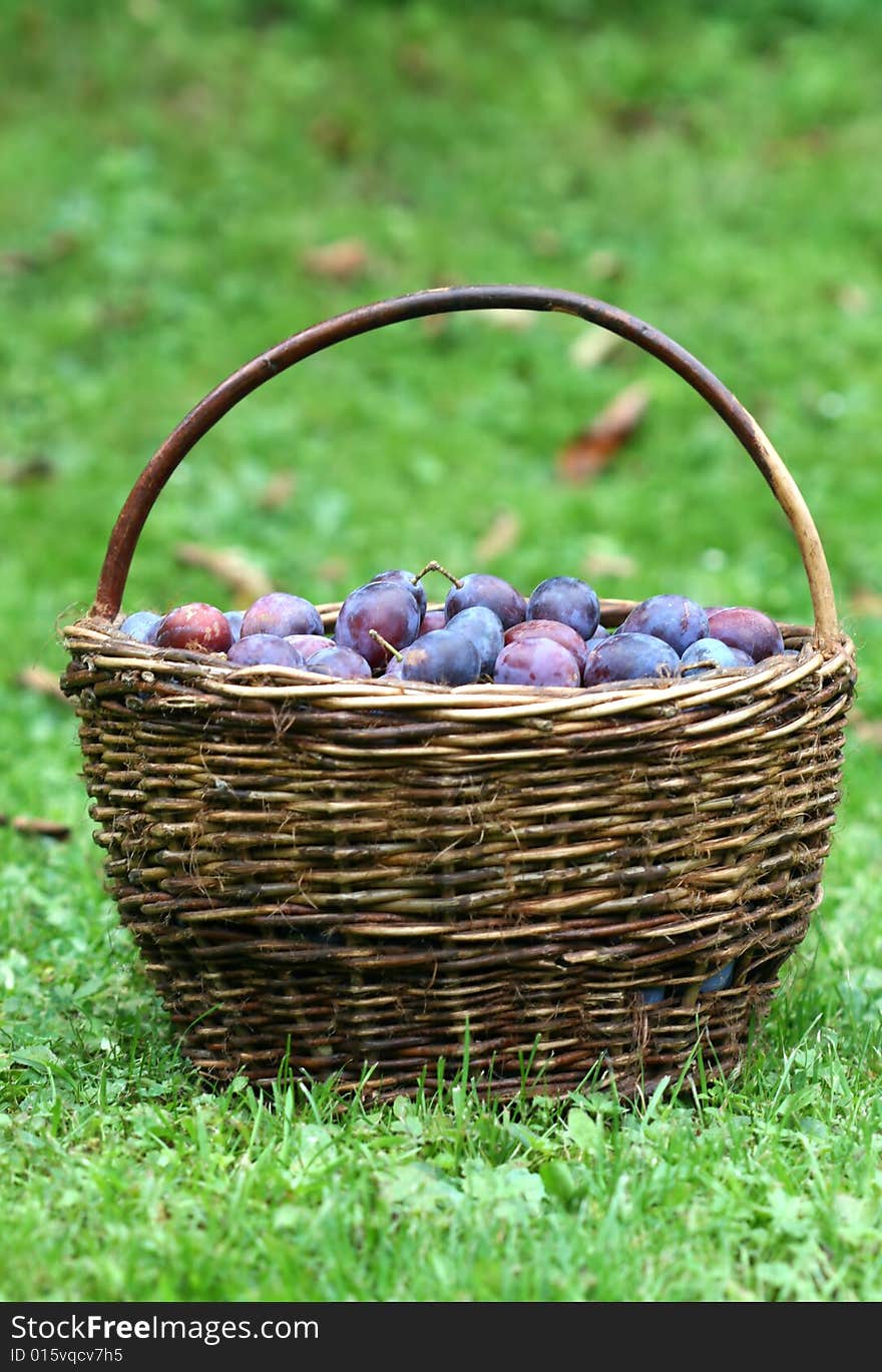 Plum basket