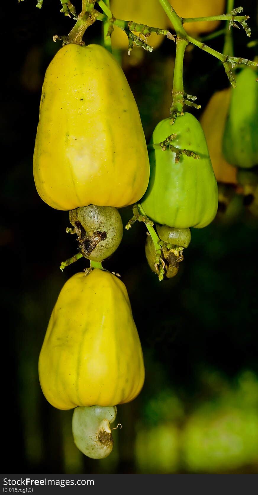 Ripening Cashew Nut