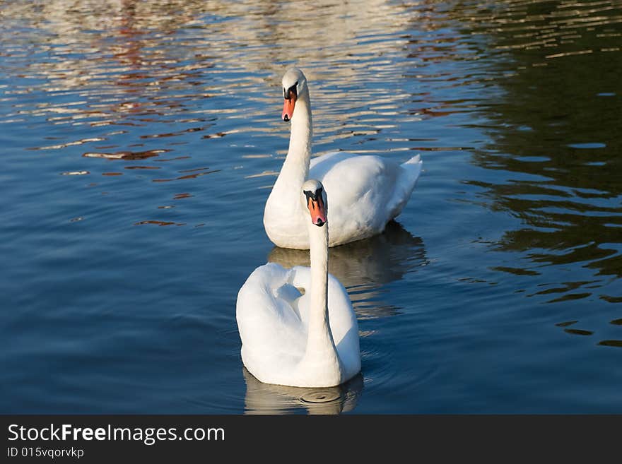 A pair of swans swim in the lake