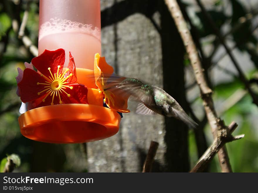 Hummingbird in the park bird Foz. Hummingbird in the park bird Foz