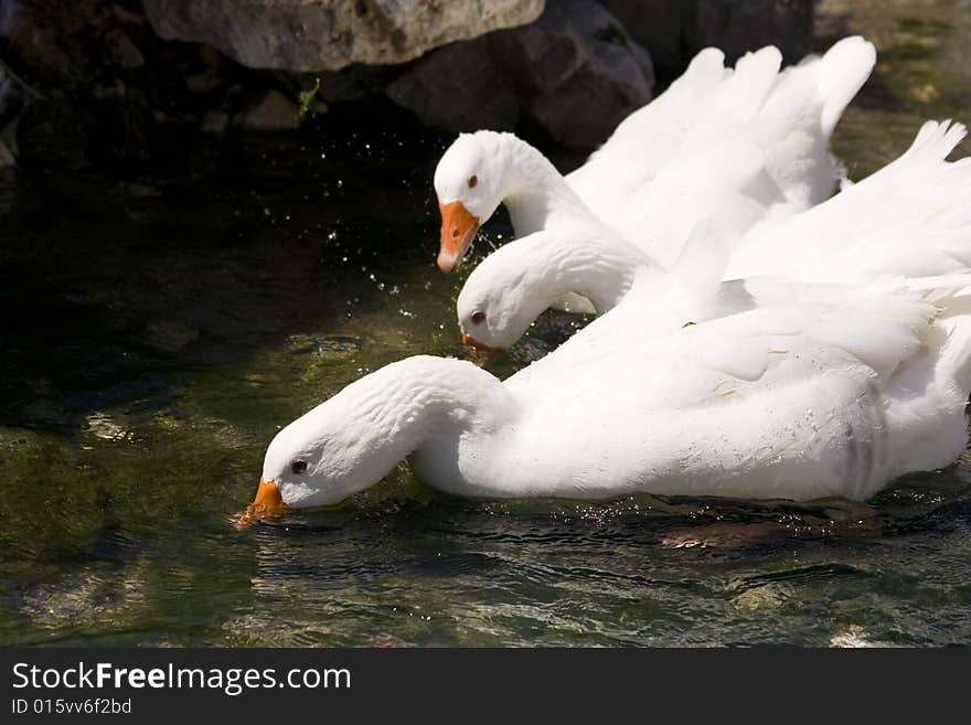 White geese