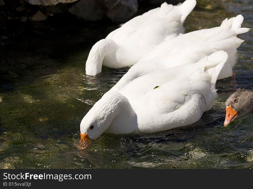 White geese