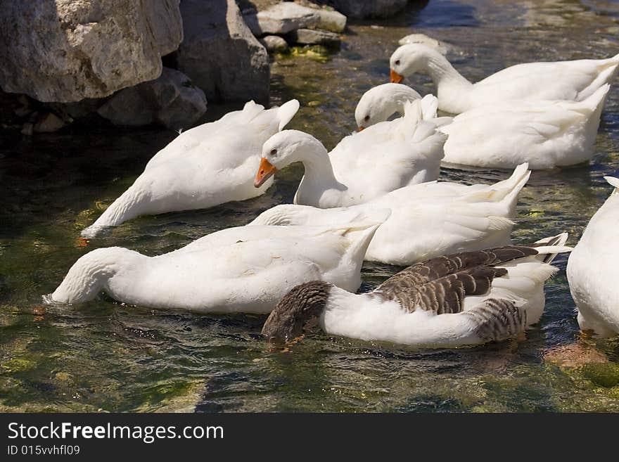 White Geese