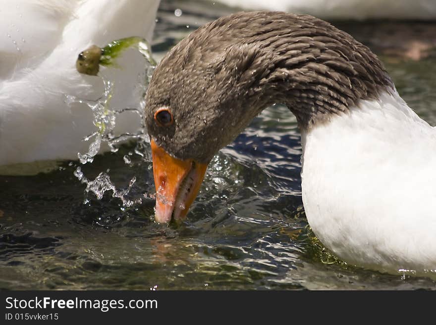 White goose drinking water, green background, head closeup. White goose drinking water, green background, head closeup