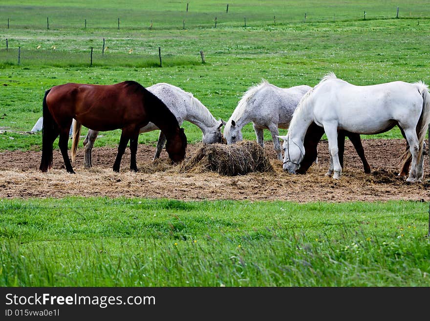 Five horses eat