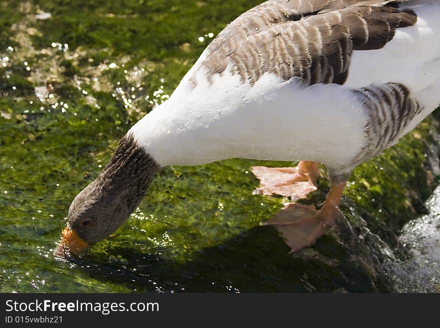 White and brown goose drinking water