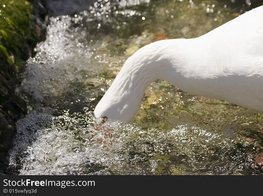 White goose drinking water