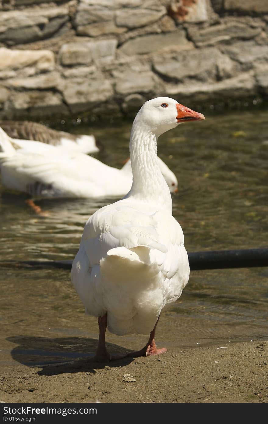 White Goose Back