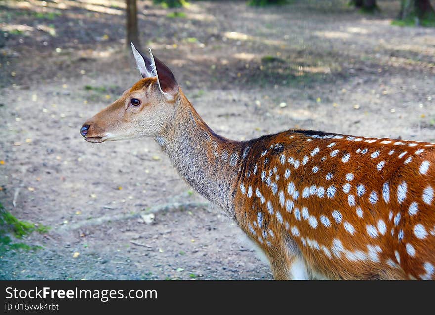 Spotted deer female